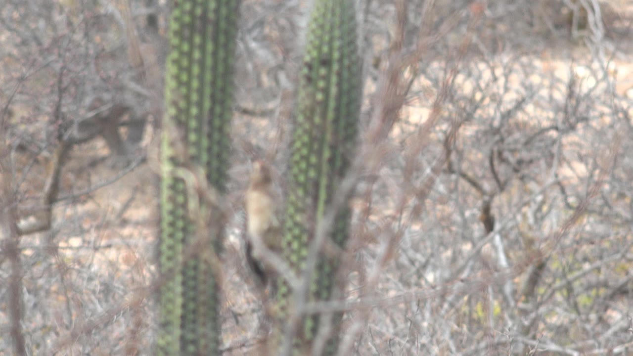 A softer mid-clip frame shows green cactus trunks and tangled dry branches in Cabo Pulmo, with the bird hard to distinguish and no visible people.