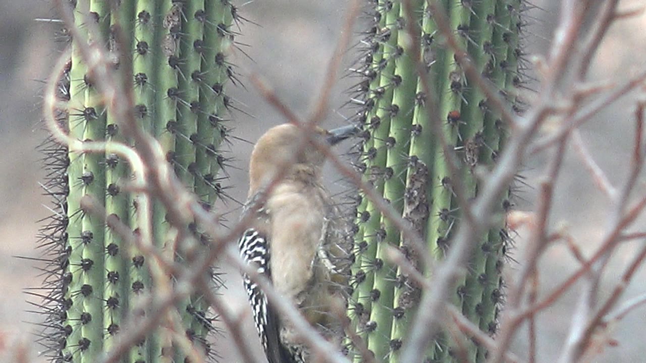 Gila woodpecker partly hidden beside spiny green cactus stems.