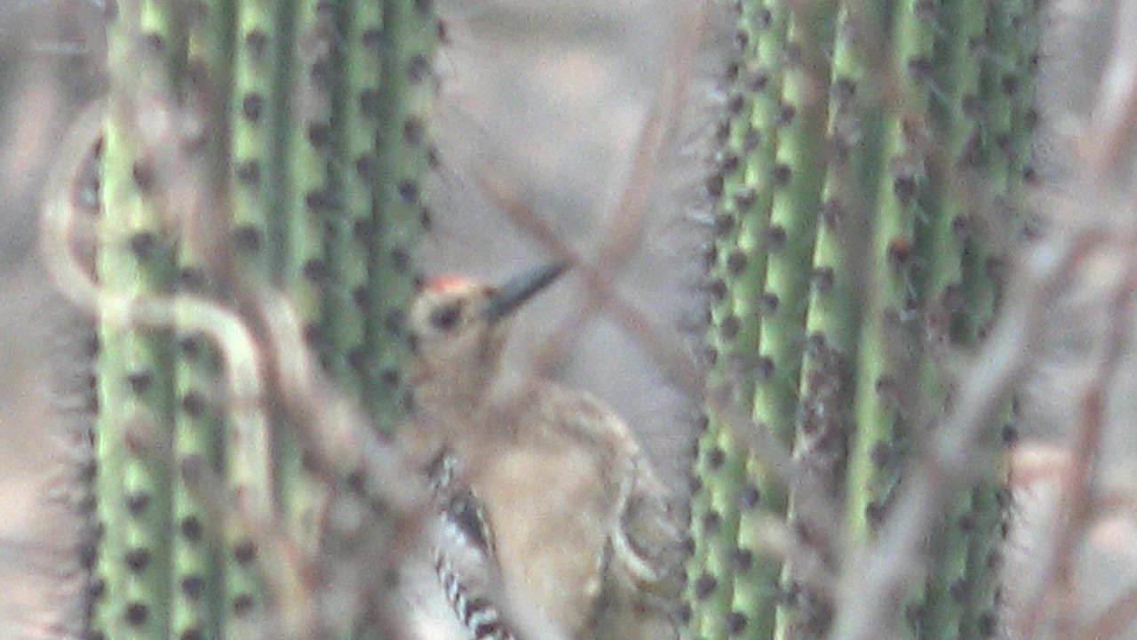 The Gila woodpecker turns its head between vertical cactus stems and tangled dry branches in Cabo Pulmo, Baja California Sur, with no visible people.