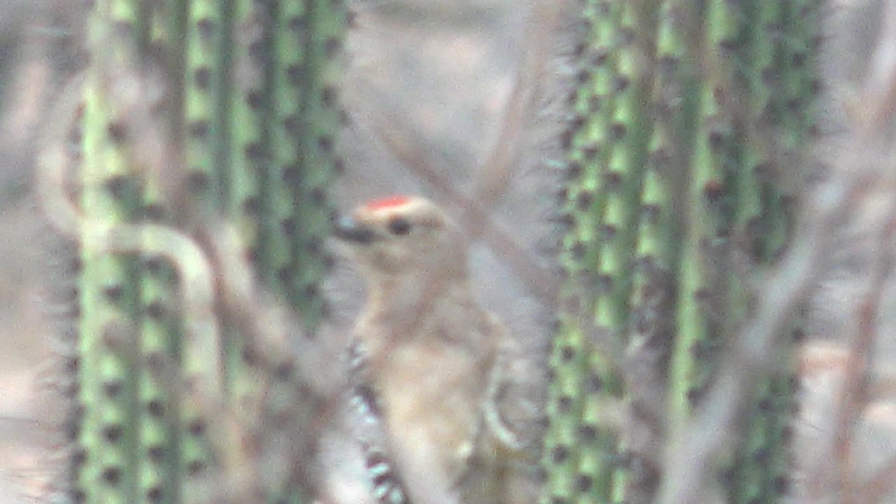 A Gila woodpecker with a small red crown is partly obscured by cactus stems and dry twigs in Cabo Pulmo, Baja California Sur, with no visible people.