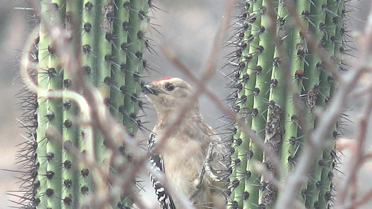 The Gila woodpecker appears in side profile beside spiny green cactus columns and brown branches in Cabo Pulmo, Baja California Sur, with no visible people.