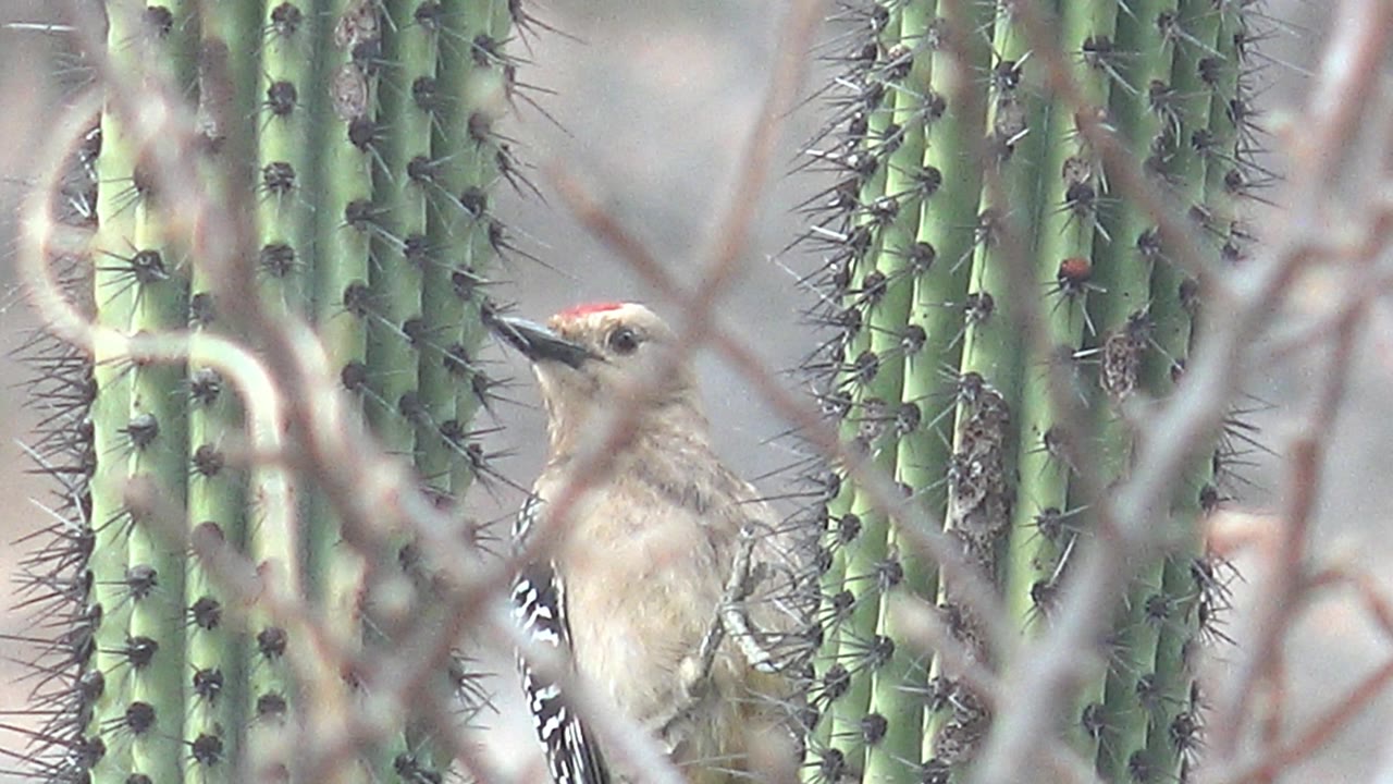 A tan woodpecker with a red head patch perches beside spiny saguaro stems in Cabo Pulmo, Baja California Sur, Mexico, with dry branches crossing the foreground and no visible people.