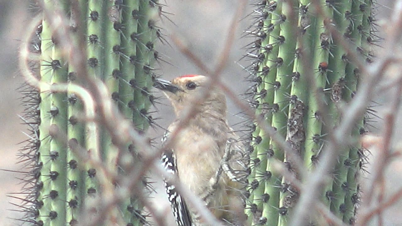 Woodpecker partially hidden by cactus and branches