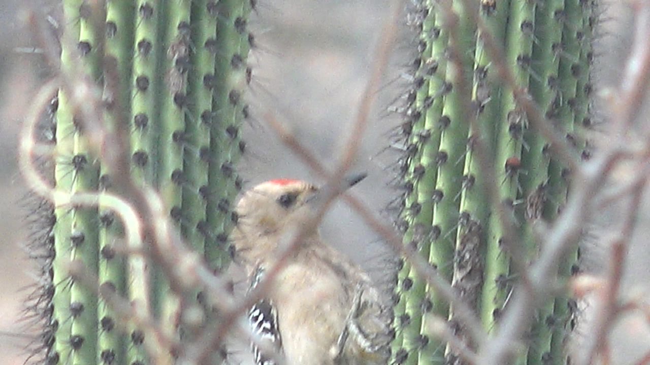 A close frame in Cabo Pulmo shows the woodpecker turned toward the right beside ribbed saguaro cactus columns, with pale dry twigs in front and no visible people.
