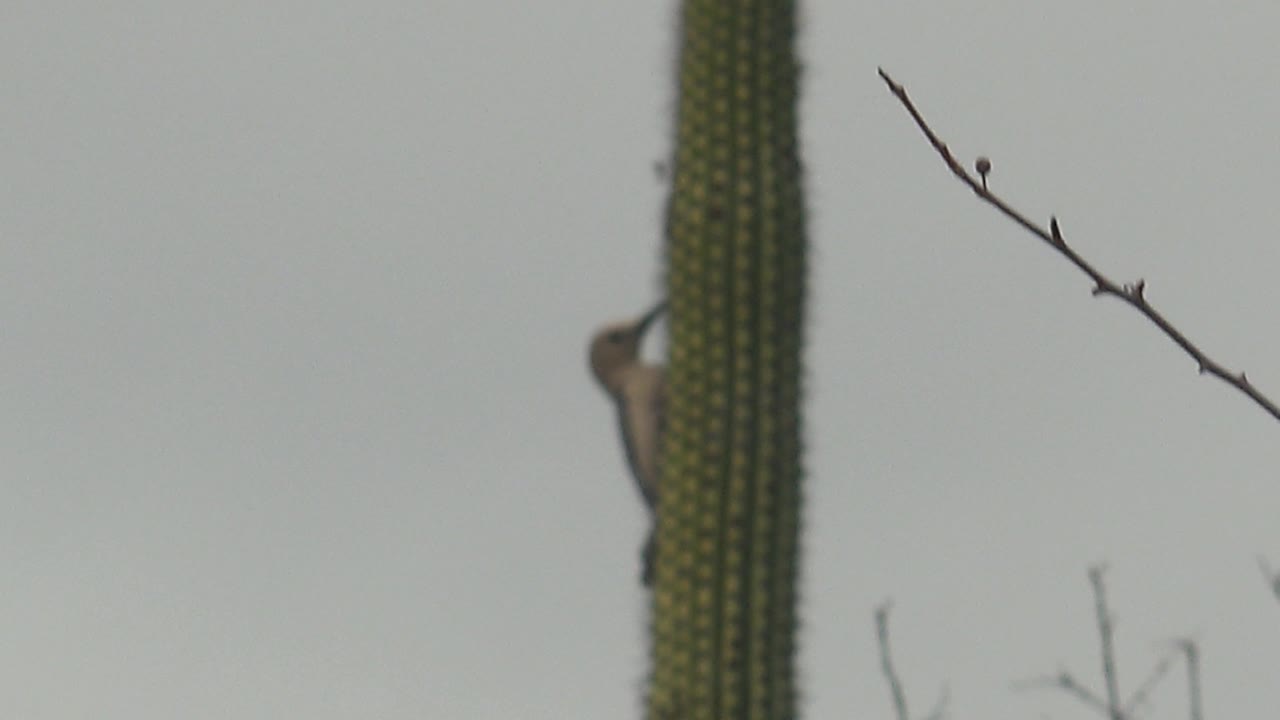 A tan woodpecker is partly visible behind a tall green spiky cactus stem in Cabo Pulmo, with pale sky and a bare branch in the background and no visible people.