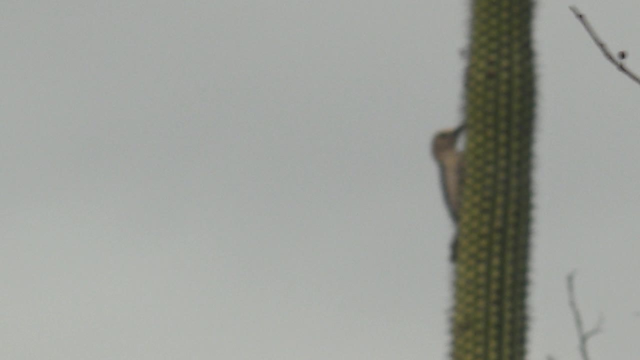 The woodpecker peeks from the left edge of a vertical spiky cactus in Cabo Pulmo, with a thin bare branch crossing the pale sky and no visible people.