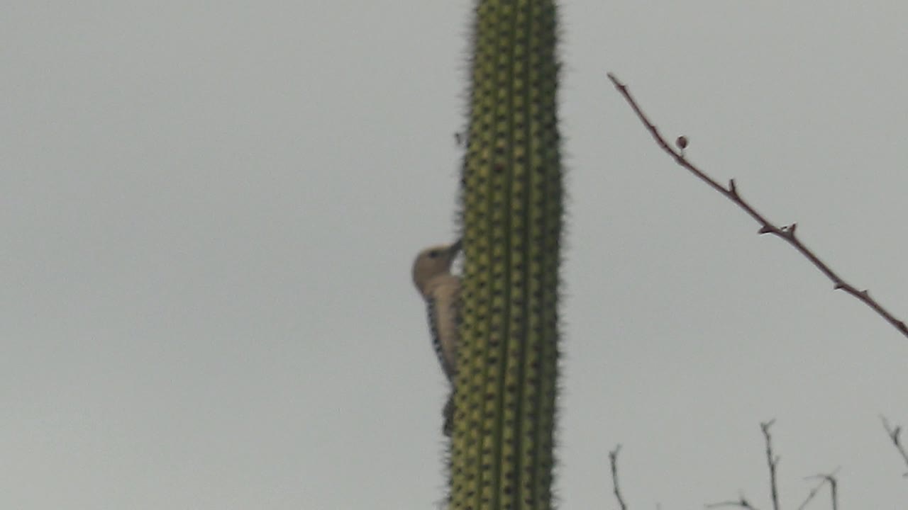 A woodpecker remains partly obscured by the tall green cactus in Cabo Pulmo, with small bare branches low in the frame and no visible people.