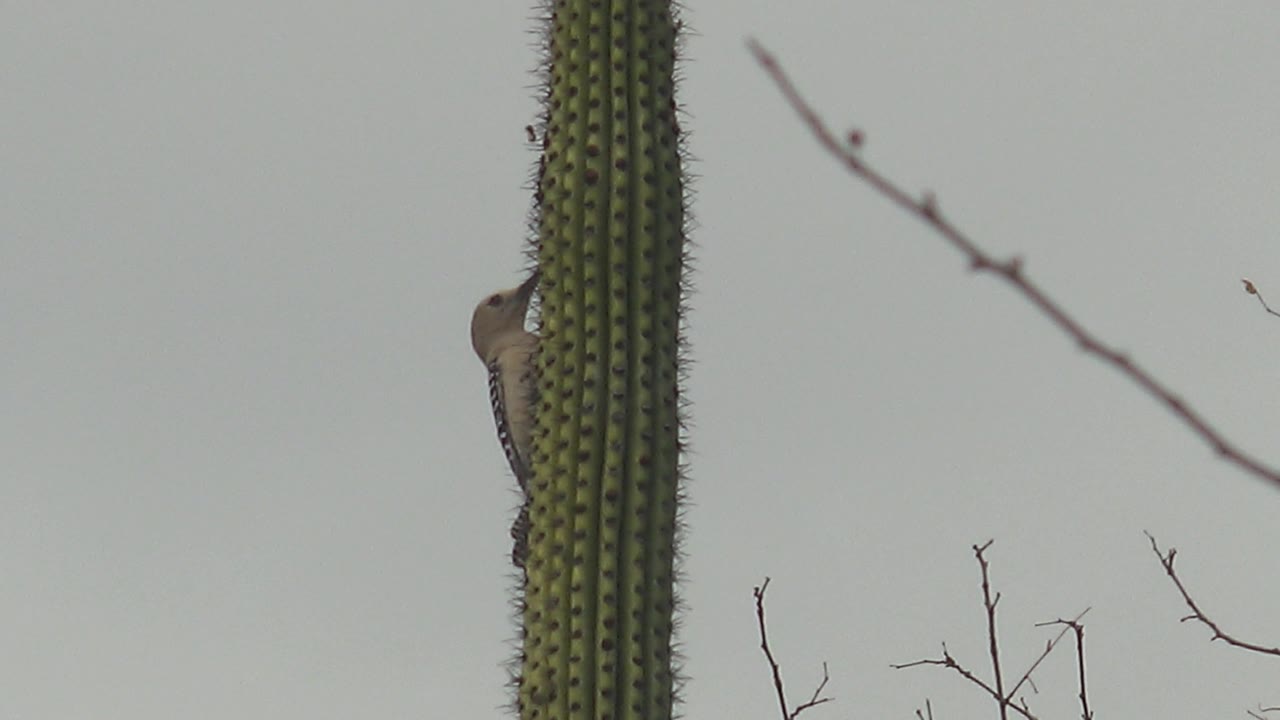 The woodpecker sits along the left side of a tall spiky cactus in Cabo Pulmo, with its body more visible against pale sky and dry branches and no visible people.