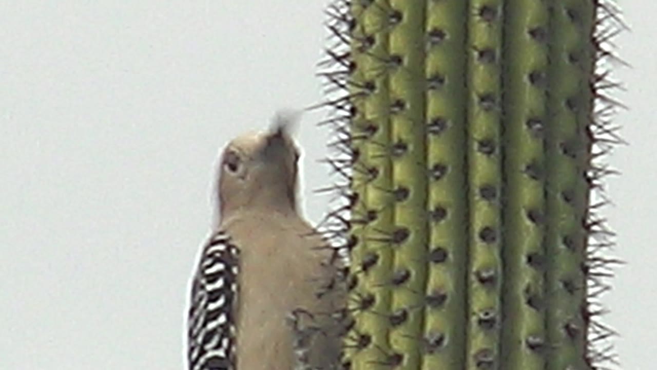 Woodpecker partly behind a cactus stem