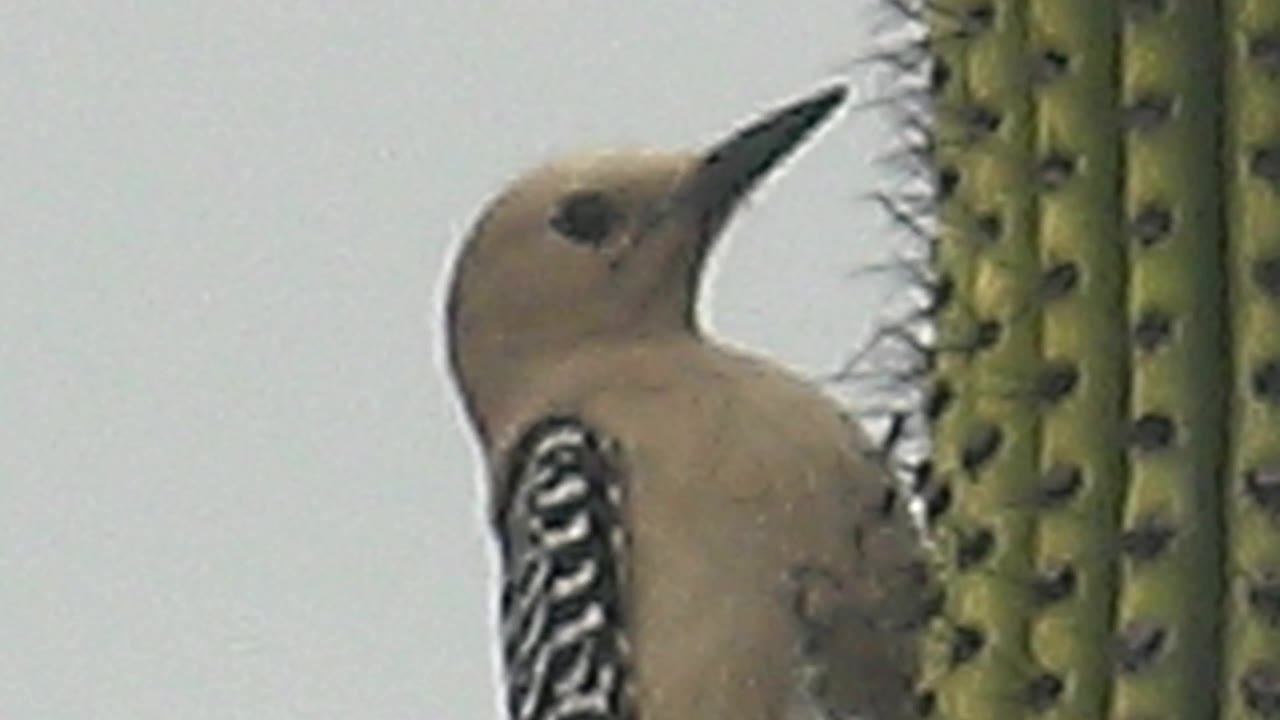 The woodpecker holds its beak upward beside a vertical cactus column in Cabo Pulmo, Baja California Sur, with patterned wing feathers and no visible people.