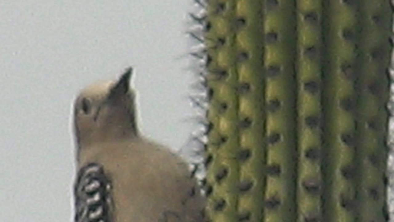 A woodpecker faces upward between tall green cactus stems in Cabo Pulmo, Baja California Sur, with cactus spines prominent and no visible people.