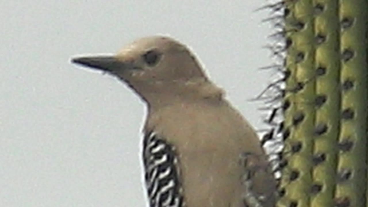The woodpecker appears in close side profile in Cabo Pulmo, Baja California Sur, with its beak extended left and a spiny cactus stem behind it, no visible people.