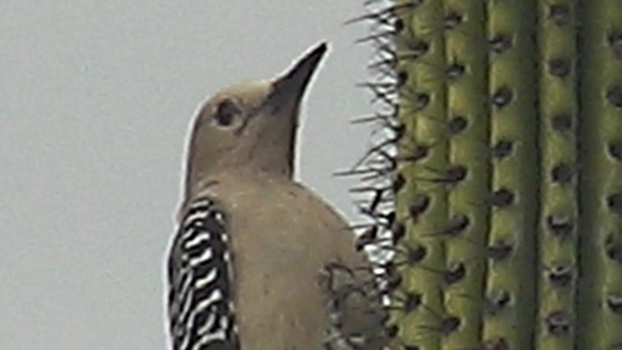Woodpecker clinging beside a saguaro cactus