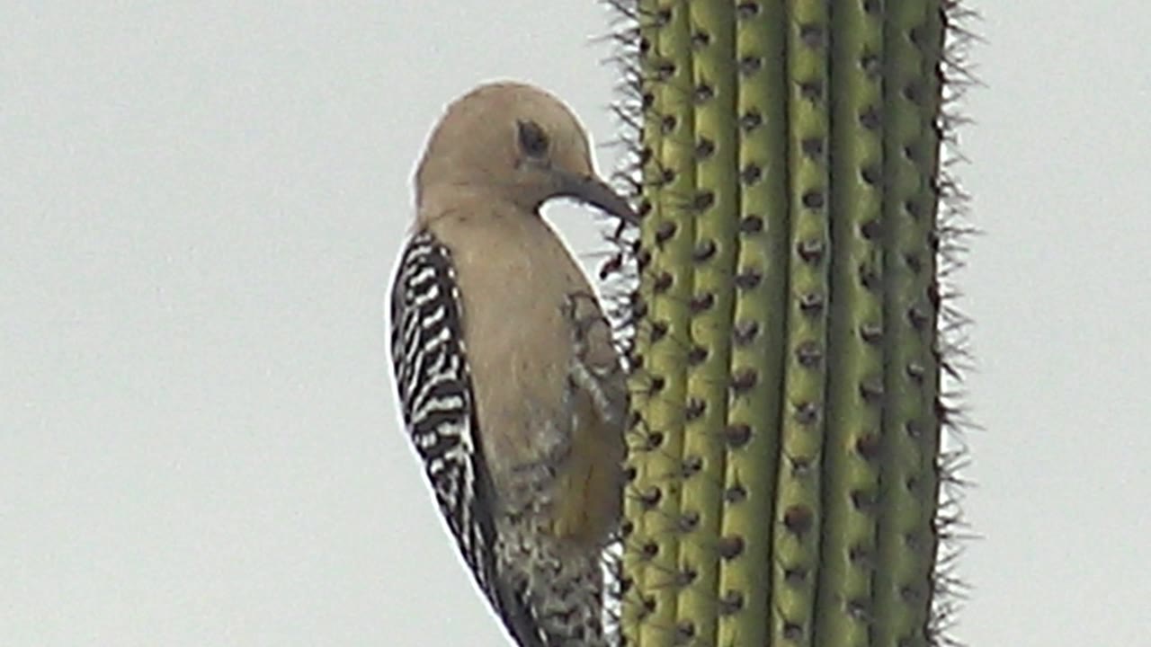 The woodpecker faces into a saguaro cactus column in Cabo Pulmo, Baja California Sur, showing its tan head, pointed beak, barred wing, cactus spines, and no visible people.
