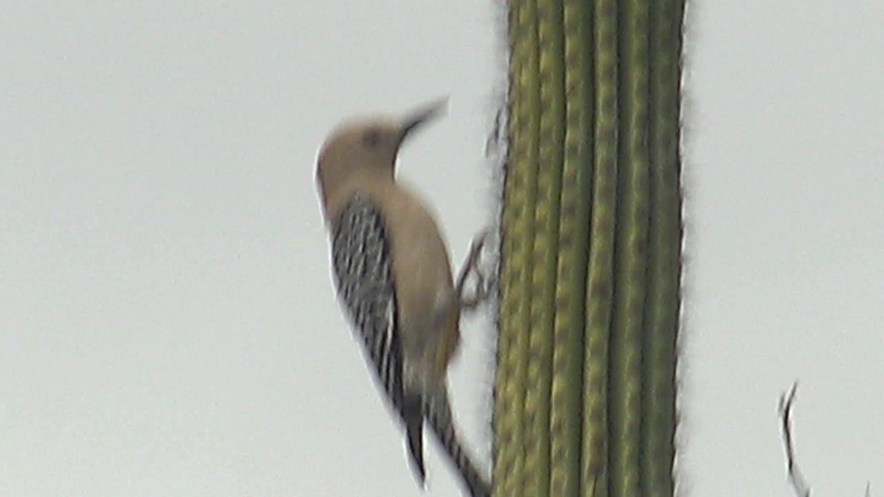 The woodpecker appears motion-blurred as it shifts along the saguaro in Cabo Pulmo, Baja California Sur, with the cactus columns sharp against a pale sky and no visible people.