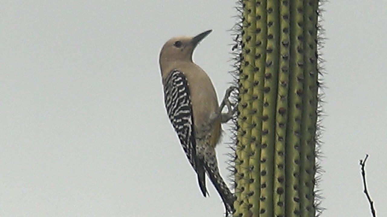 The woodpecker is lower on the saguaro in Cabo Pulmo, Baja California Sur, gripping near the cactus spines with its body fully visible against the pale sky and no visible people.