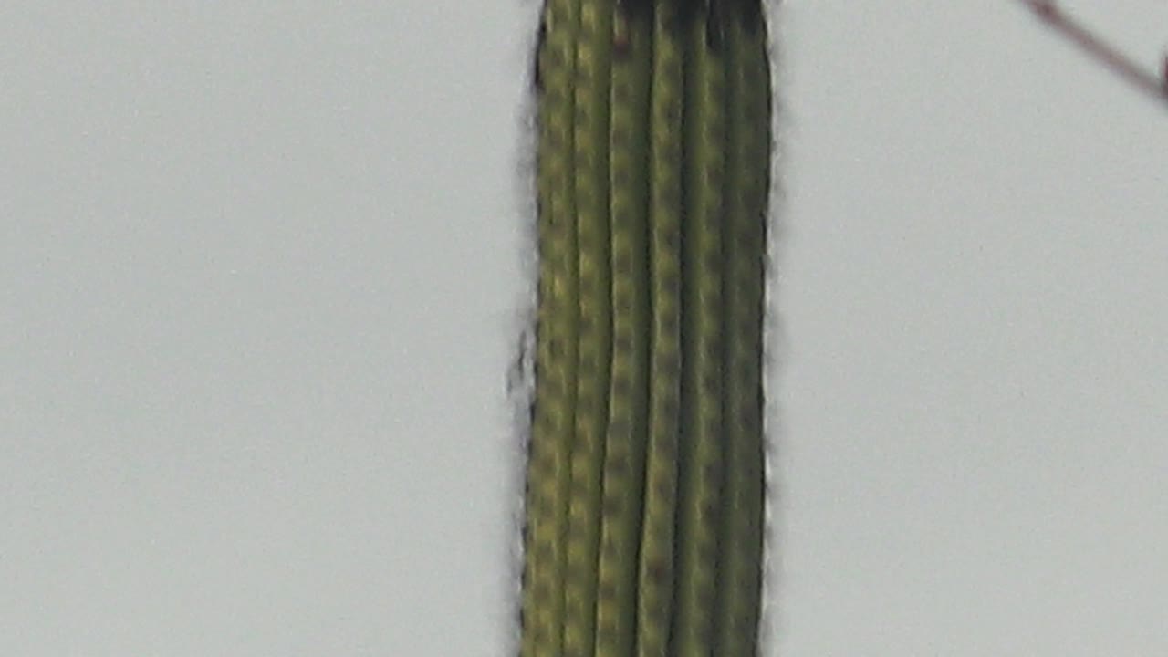 A tall green cactus column fills the left side of the frame in Cabo Pulmo, Baja California Sur, with a pale sky behind it and no visible people.