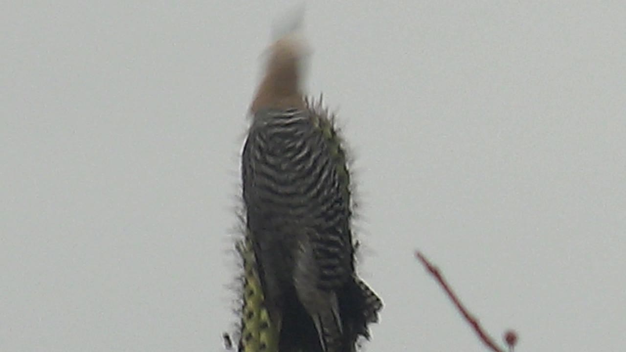Blurred woodpecker near the top of a cactus stem.