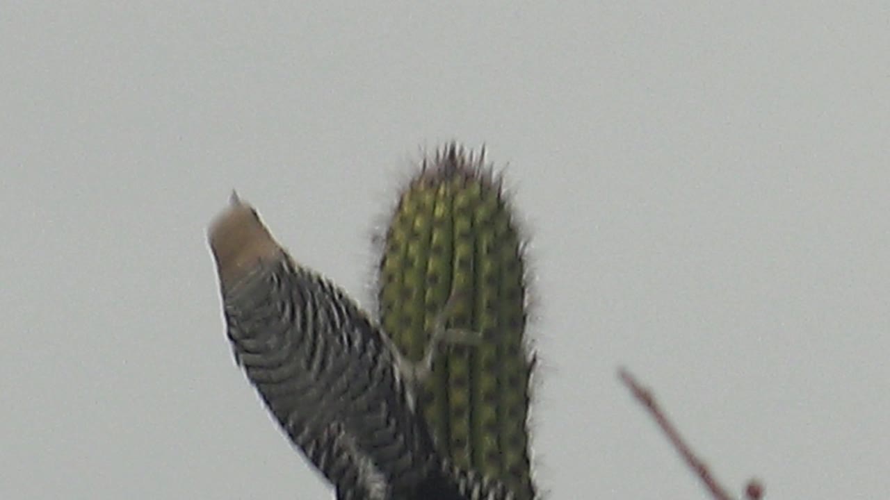 A barred woodpecker perches along the side of a green cactus column in Cabo Pulmo, Baja California Sur, with its tan head near the cactus top and no visible people.