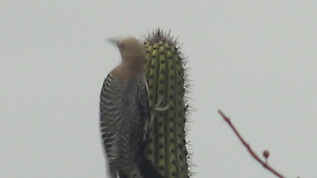 At 0:00 in Cabo Pulmo, a woodpecker is partly blurred beside a tall cactus against a pale sky, with a thin branch at right and no visible people.