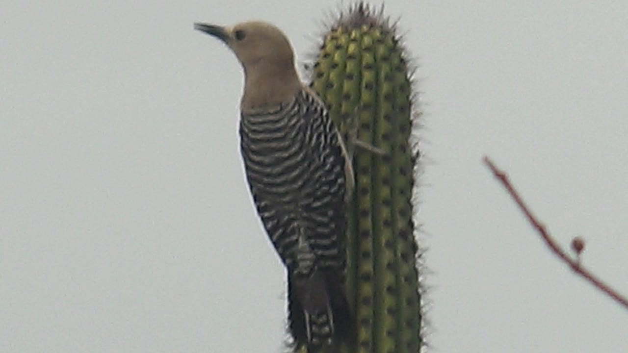 At 0:01 in Cabo Pulmo, the woodpecker is upright and clearer beside the green cactus, showing its light brown head, striped body, and no visible people.