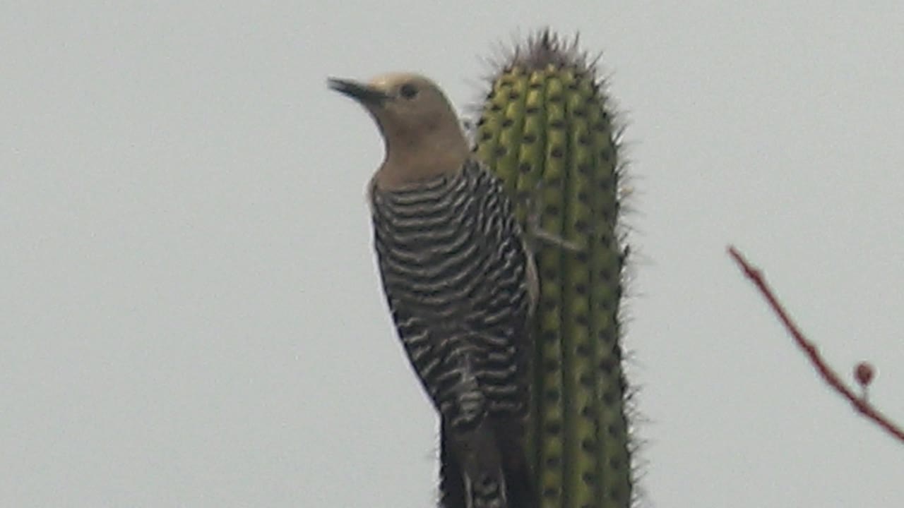 At 0:02 in Cabo Pulmo, the woodpecker faces left with its beak closed beside the cactus, while a thin reddish branch crosses the pale background and no people are visible.