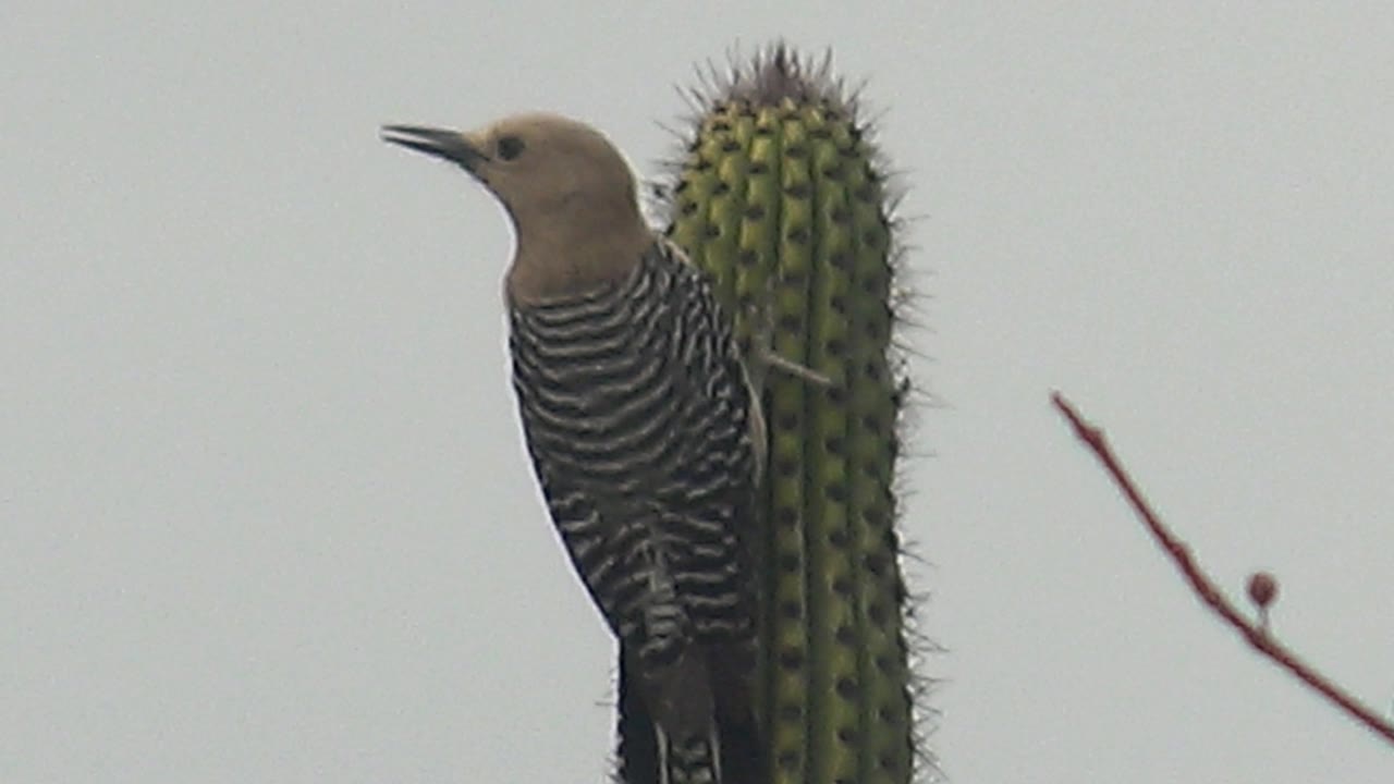 Woodpecker with open beak perched next to cactus.