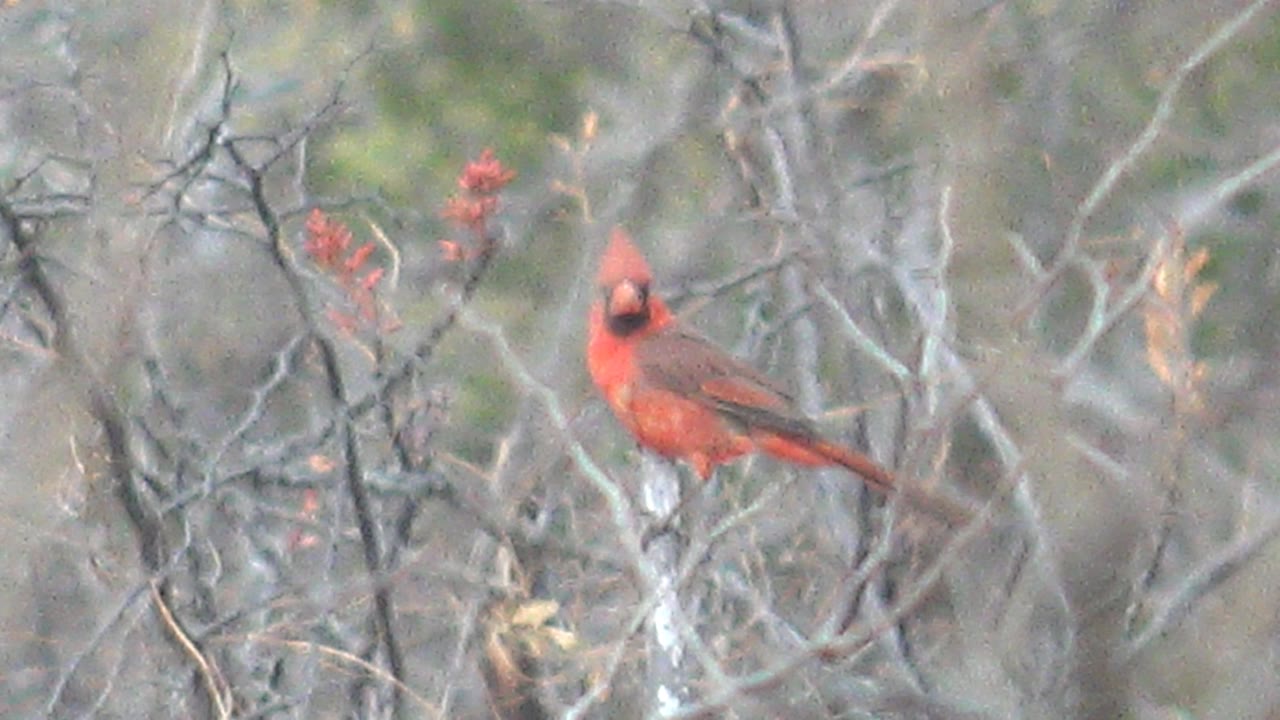 Red cardinal perched on a pale branch in tangled brush.