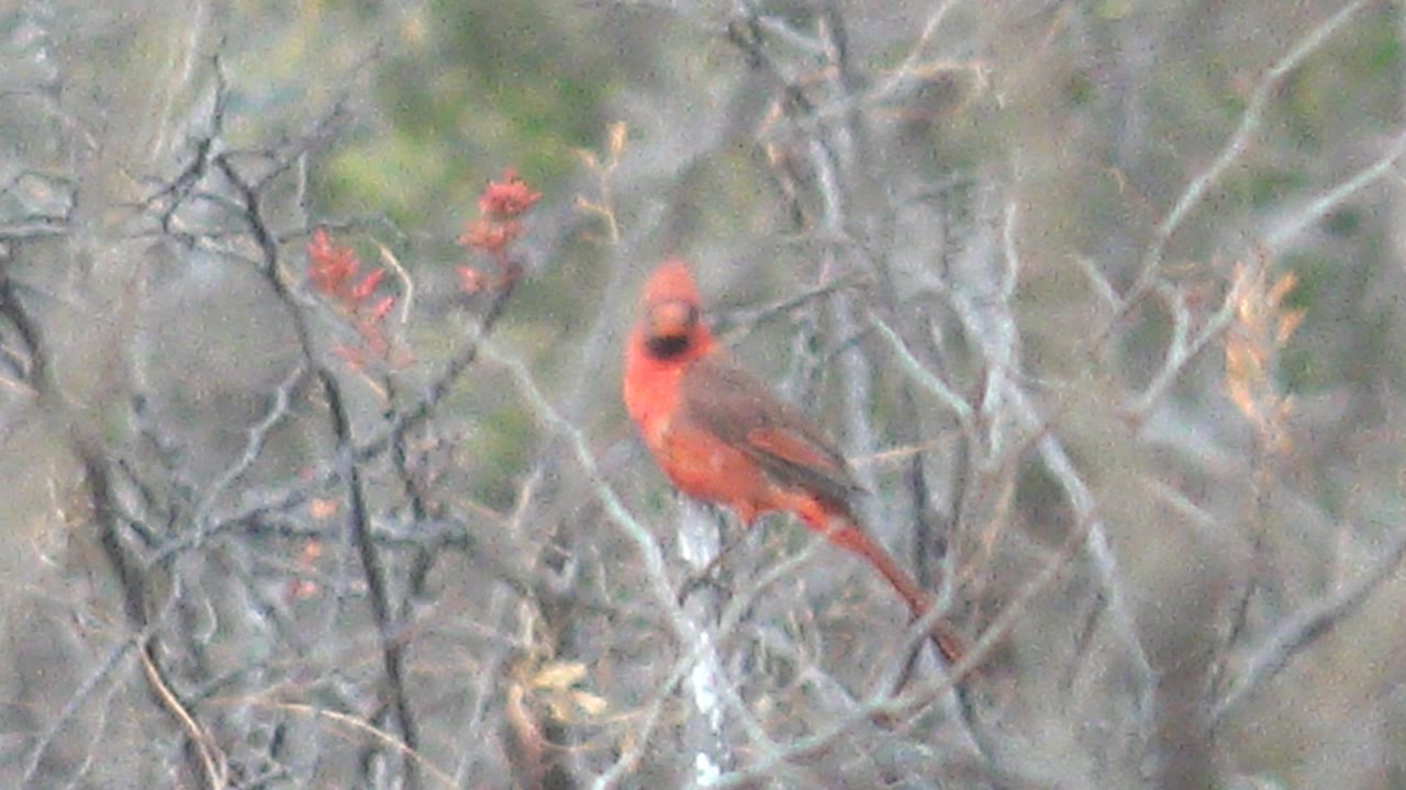 A red cardinal sits upright on a pale branch in Cabo Pulmo, Mexico, surrounded by thin gray branches and muted background brush, with no visible people.