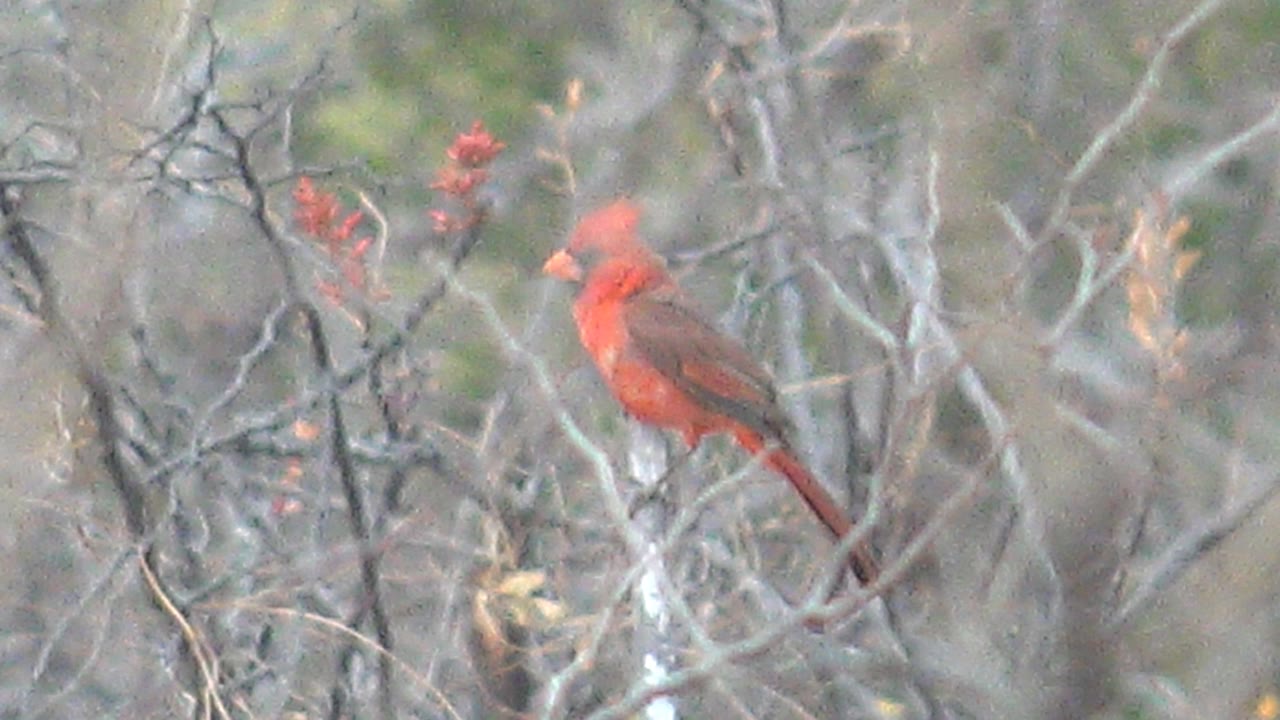 A red cardinal turns slightly to the right on a bare branch in Cabo Pulmo, Mexico, with red berries and tangled gray brush behind it, with no visible people.