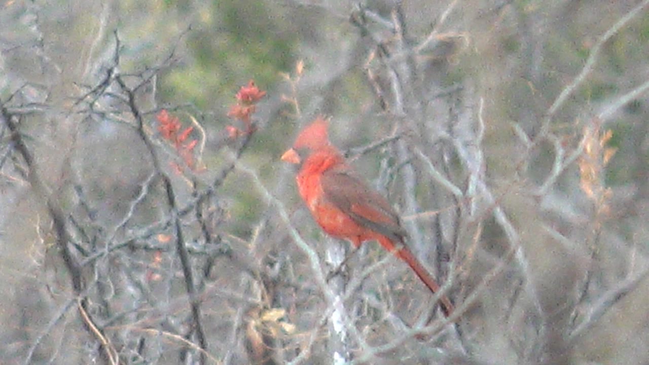 A red cardinal faces left behind soft foreground branches in Cabo Pulmo, Mexico, perched in a dense tangle of gray twigs, with no visible people.