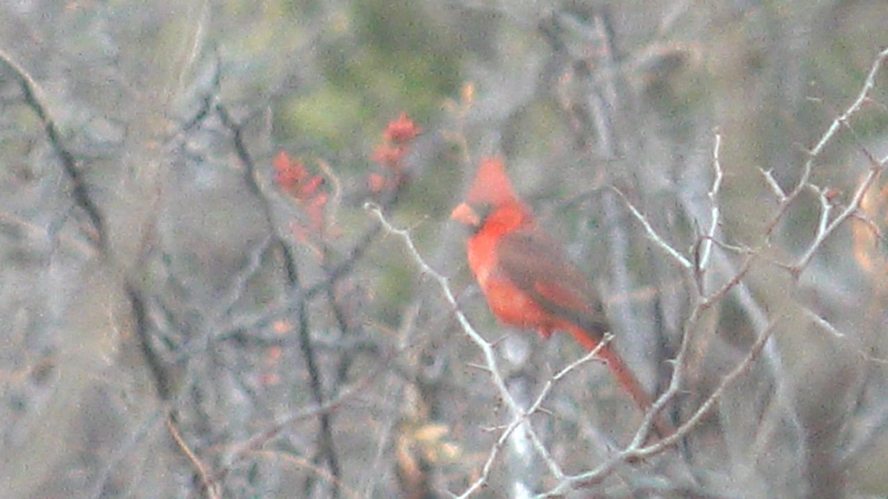 Red cardinal perched among bare branches.