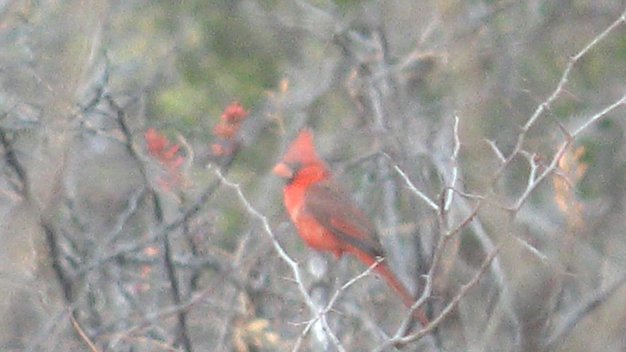Red cardinal in Cabo Pulmo brush with its head angled across the frame, surrounded by bare twigs and no visible people.