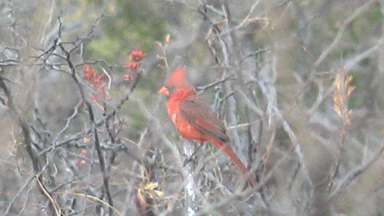 Red cardinal perched amid a dense web of dry Cabo Pulmo branches, with reddish plant tips nearby and no visible people.