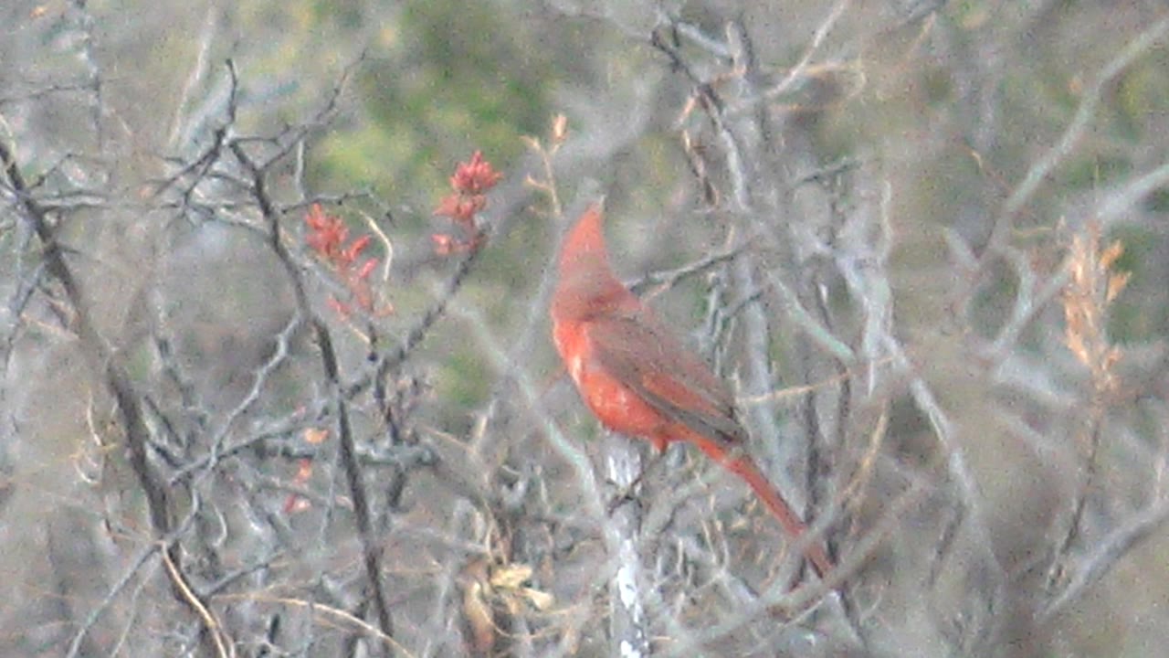 Closer view of the red cardinal in Cabo Pulmo brush, with its back and crest visible among gray branches and no visible people.