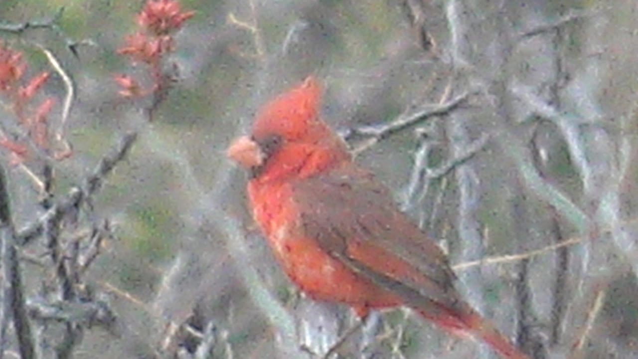 A red cardinal faces left while perched among gray-brown branches and small red buds in Cabo Pulmo, Baja California Sur, with no visible people.