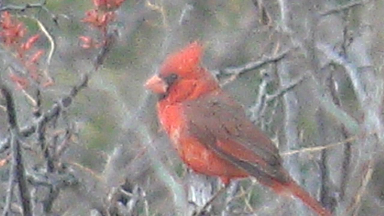 The red cardinal remains perched in Cabo Pulmo, Baja California Sur, with its crest raised and body angled left among blurred bare branches, with no visible people.