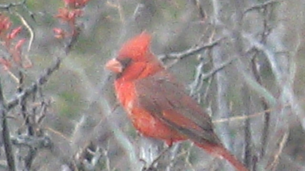 A red cardinal sits among thin gray branches and scattered red buds in Cabo Pulmo, Baja California Sur, turning slightly away from the camera with no visible people.