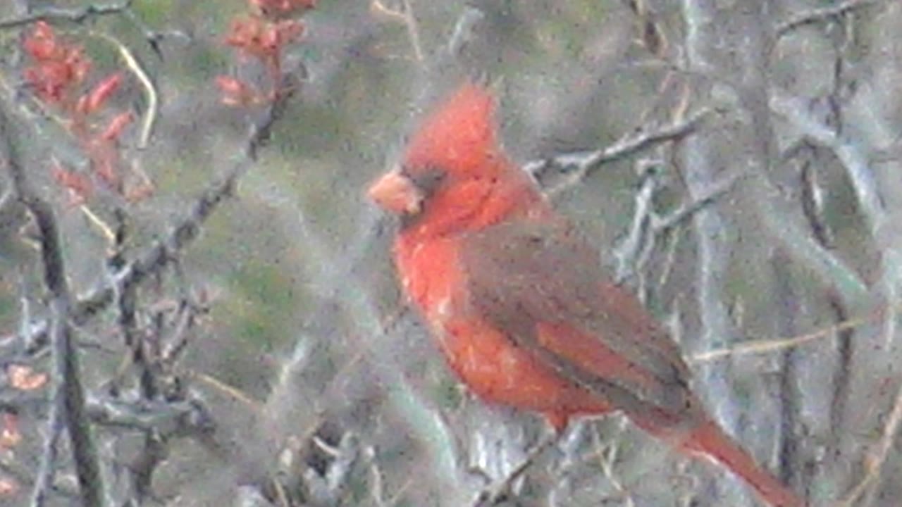 Red cardinal in soft branch cover