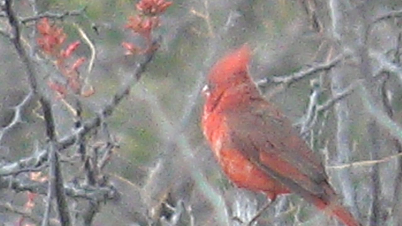 Red cardinal perched among bare branches and red buds.