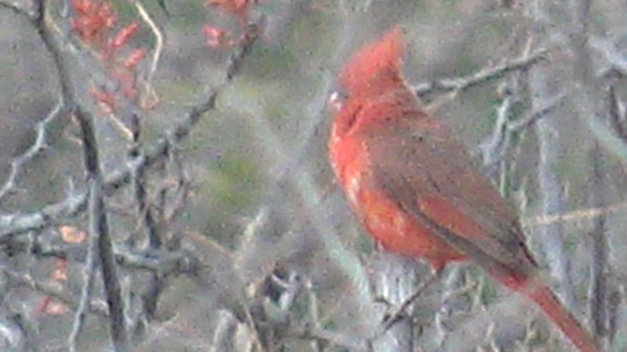 At 0:01, the cardinal is angled away slightly on the branch, surrounded by gray twigs and red buds in Cabo Pulmo, Mexico, with no visible people.