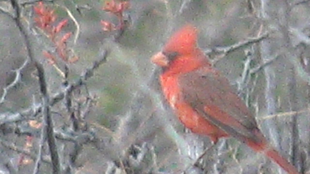 At 0:02, the red cardinal faces right with its crest visible, framed by bare branches and red buds in Cabo Pulmo, Mexico, with no visible people.