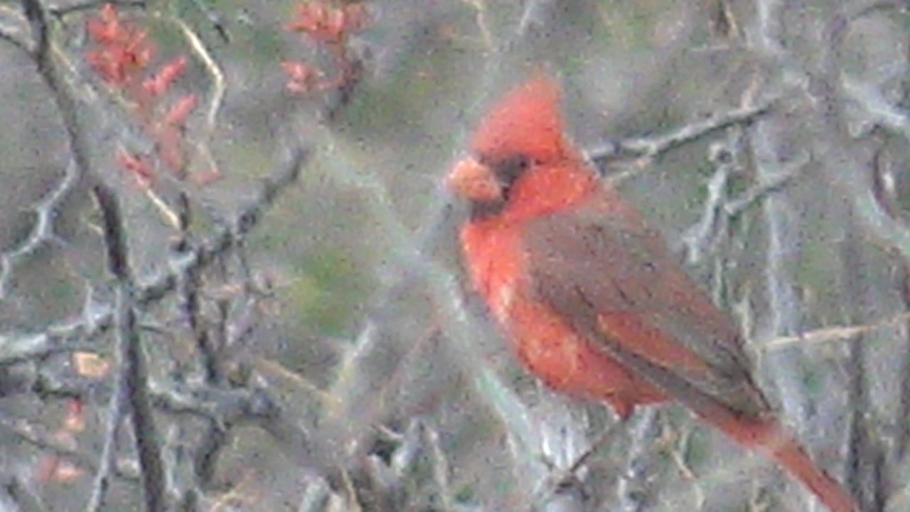 At 0:03, the cardinal's orange beak is more visible as it sits behind soft foreground twigs in Cabo Pulmo, Mexico, with no visible people.