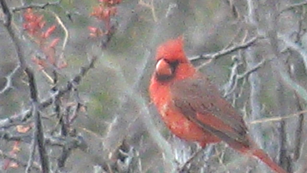 A red cardinal perches on a thin branch in Cabo Pulmo, Baja California Sur, with bare gray twigs and red buds around it and no visible people.