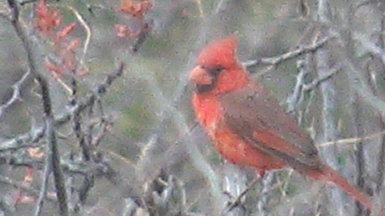 The cardinal remains perched in Cabo Pulmo brush, facing left with its crest visible against a background of bare branches and red buds, with no visible people.