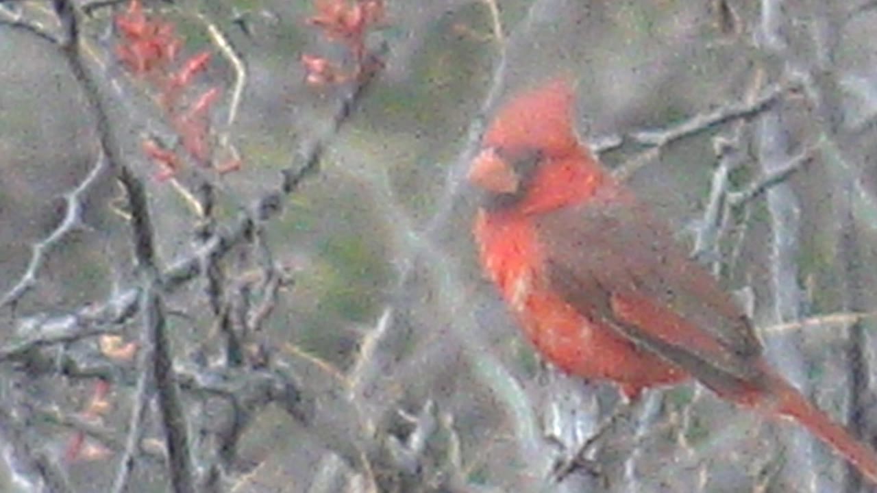 A close frame shows the red cardinal still perched in Cabo Pulmo, its body angled through a screen of gray twigs with red buds nearby and no visible people.