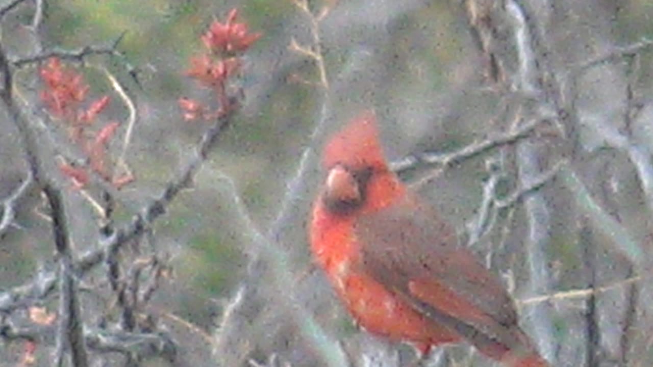 Red cardinal partly framed by foreground branches.