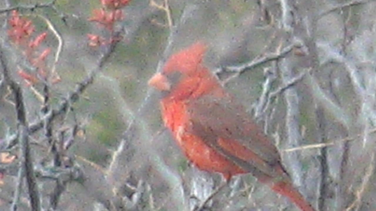 A red cardinal faces left from a branch in Cabo Pulmo, Baja California Sur, with soft foreground twigs and no visible people.