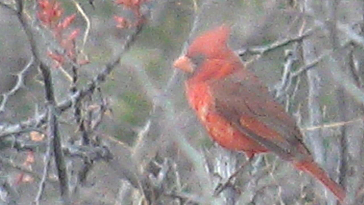 Red cardinal standing on a branch among gray twigs.