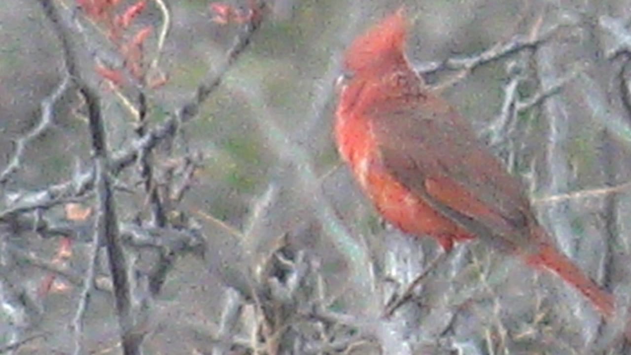 A close view shows the red cardinal in Cabo Pulmo, Baja California Sur, partly screened by pale twigs while its crest and beak stand out, no visible people.